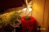 30daysflowering 008.jpg