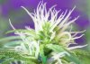 PlantSex2.0.jpg