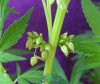 PlantSex2.0d (Small).jpg