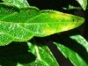 2 Close up yellowing leaf tip.jpg
