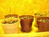 HoLE's NL times Skunk Garage Grow 021.jpg