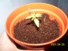 grow 029.jpg