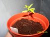 grow 030.jpg