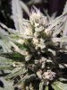 weed2.jpg