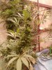 weed3.jpg