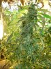 zona bud (2).jpg