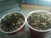 blue hash and northern lights seedlings.jpg