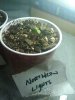 northern light seedling.jpg