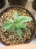 Day 13 from Seed Pot 5a.jpg
