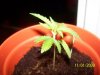 grow1 012.jpg