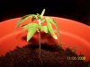 grow1 015.jpg