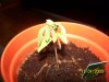 grow1 019.jpg