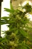 wk4-bud-03.jpg