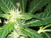 bigbudmike-albums-first-grow-picture85237-101-0660.jpg