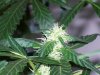 bigbudmike-albums-first-grow-picture85233-101-0651.jpg