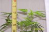 Plant-a-03.jpg