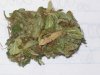 bigbudmike-albums-first-grow-picture85346-101-0670.jpg