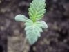 2nd seedling pic to prove its real.jpeg
