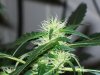 bigbudmike-albums-first-grow-picture85529-101-0688.jpg