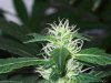 bigbudmike-albums-first-grow-picture85532-101-0691.jpg