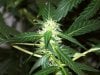 bigbudmike-albums-first-grow-picture85523-101-0682.jpg