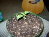 HoLE's NL times Skunk Garage Grow 030.jpg