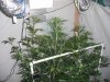 mini-6sativa day 30.jpg