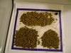 seaofgreenpatientgroup-albums-hash-making-picture86592-final-product-little-over-oz.jpg
