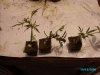 cut clones 9 wks in flwr.jpg