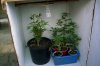 my grow box 006.jpg