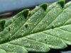 spider mites..jpg