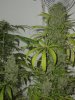 TrainXSweettooth75DaysFlower2_17_04.jpg