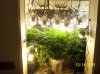 2009 Grow 003.jpg