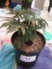 Day 27 from Seed Pot 4.jpg