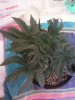 Day 27 from Seed Pot 4a.jpg