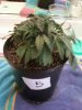 Day 27 from Seed Pot 5.jpg