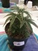 Day 27 from Seed Pot 6.jpg