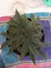 Day 27 from Seed Pot 6a.jpg