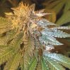 dna-cannabis-seeds-la-confidential.jpg