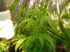 DSC02047.JPG