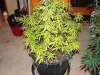 DSC00568.jpg