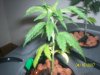 100_2285.jpg