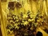 94 Days-52 Days Flowering 001.jpg