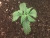 seedling sprout day 11_2a.jpg