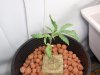 20091019-FlojaSeedling.jpg