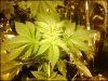 g13 white widow 22 days old 15 inches high.jpg