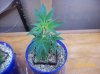 WW Clones New Batch 2.jpg