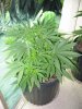 rydub-albums-wonder-woman-ppp-grow-picture88370-largest-ppp-4week-5-days.jpg