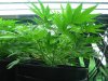 rydub-albums-wonder-woman-ppp-grow-picture88376-ppp-node-structuer.jpg