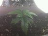 seedling sprout day 14_1.jpg